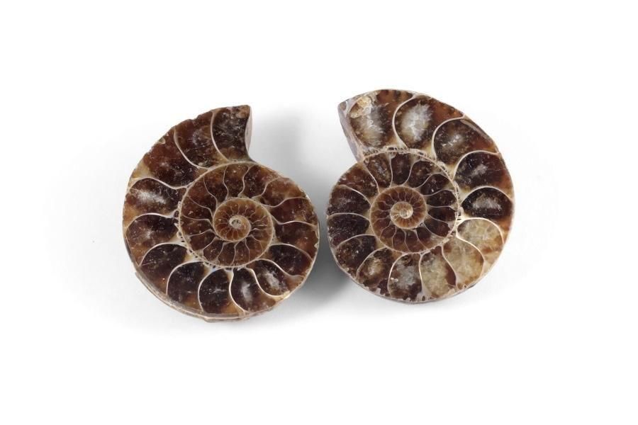 アンモナイト 化石 ペア 31.0g｜天然石 化石 通販 キラリ石