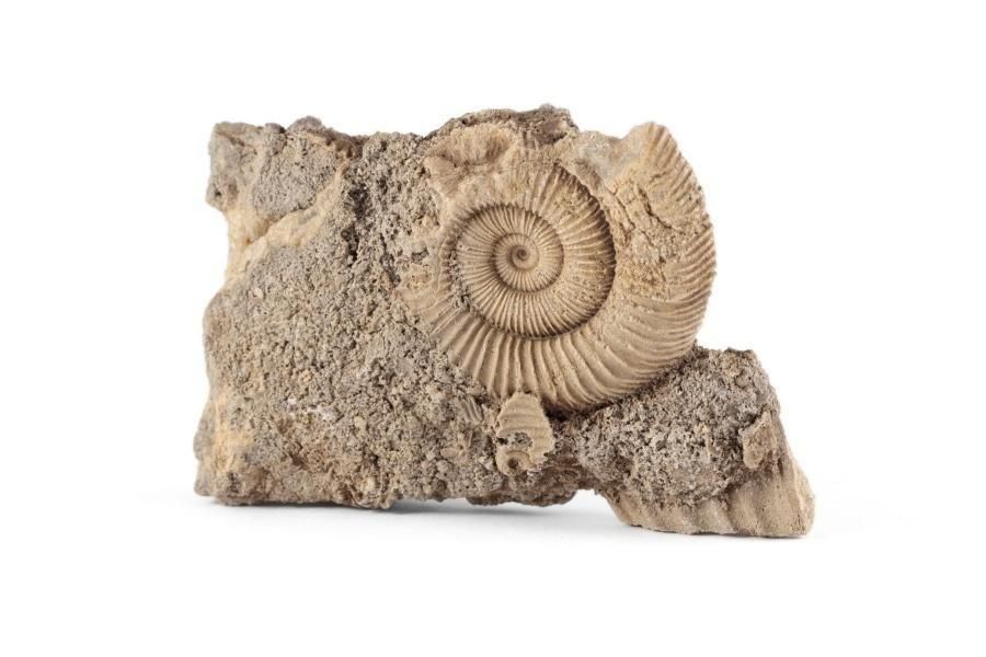 アンモナイト(ドゥビレイセラス)化石 94g｜化石 通販 キラリ石