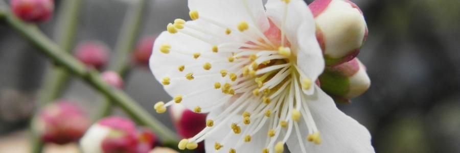 夜の梅 -Yoru no Ume - PARFUM SATORI