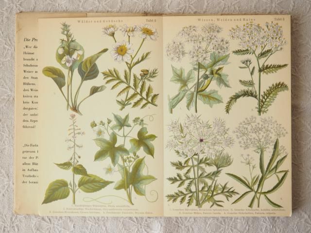 ドイツの蛇腹折り植物図鑑（夏と秋の花） - アンティーク食器と雑貨の