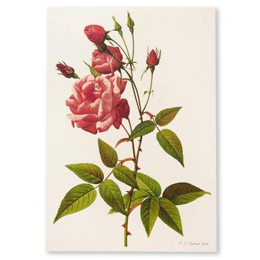 ルドゥーテ バラ図鑑 ポストカード （ローズR11 ）ボタニカルアート