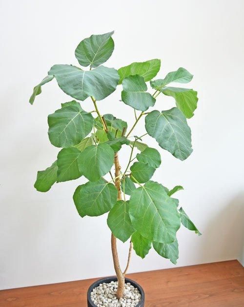 ずっと触れていたくなる。銀葉フィカス エベレスト 140cm 【登録品種