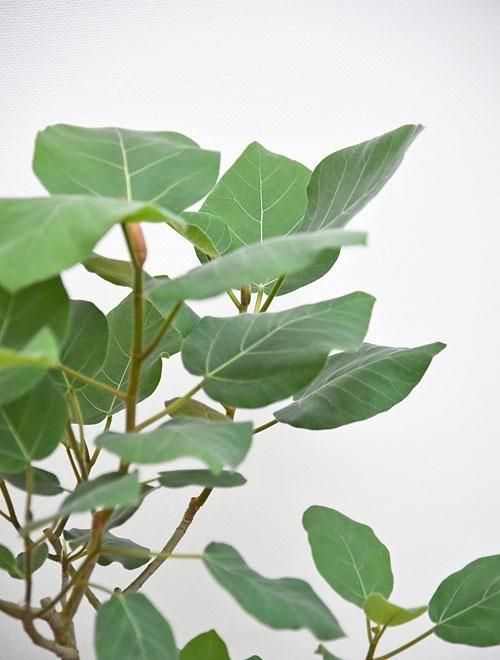 フィカス・エベレスト 092501 販売・通販 ［詳細ページ］ *tree tree*