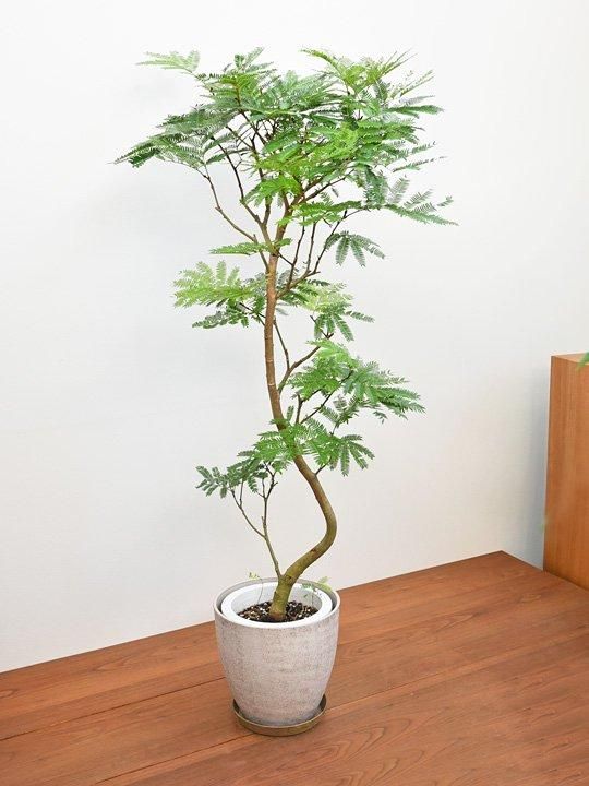 エバーフレッシュ 112401 販売・通販 ［詳細ページ］ *tree tree*