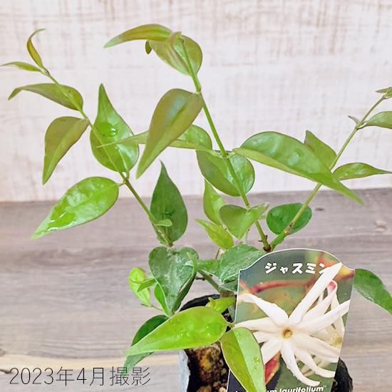 エンジェルウィングジャスミン苗の通信販売 | ロハスプラザ