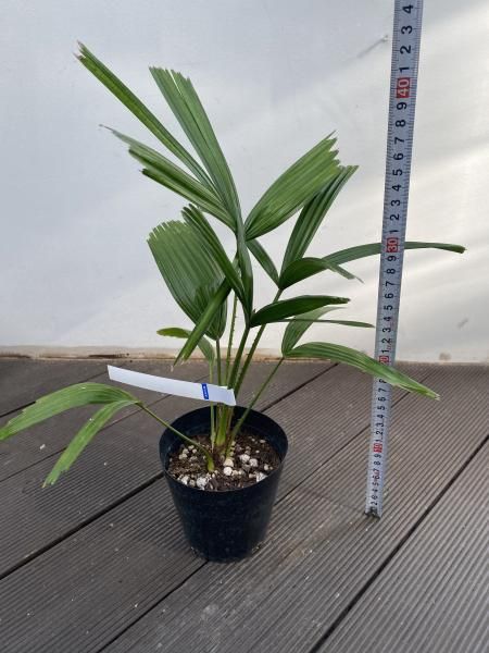 リクアラ・スピノーサ - 陽春園ネット通販