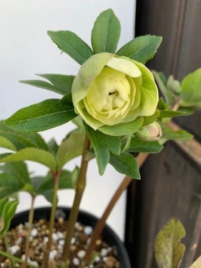 クリスマスローズ【M dd/ライムグリーン】 - 陽春園ネット通販