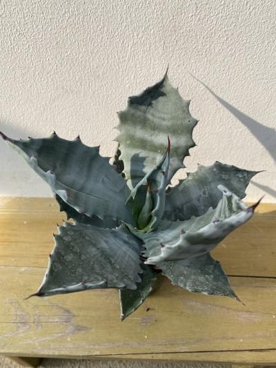 アガベ・コロラータ - 陽春園ネット通販