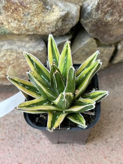 植物販売】兵庫県宝塚市㈱陽春園植物場ネット通販 アガベ笹の雪（黄覆輪）