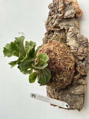 ビカクシダ・リドレイ|ドワーフシルバー - 株式会社陽春園植物場【植物