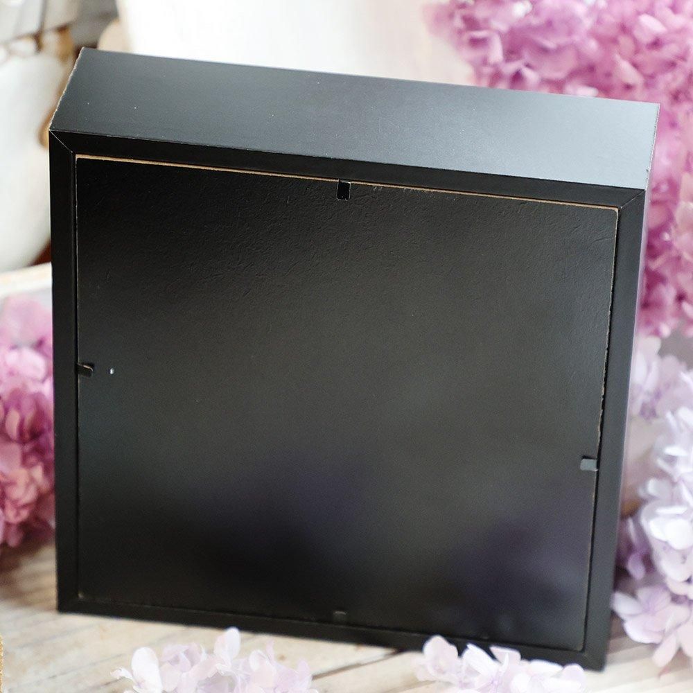 蝶標本「カキカモルフォ」 - 海福雑貨通販部