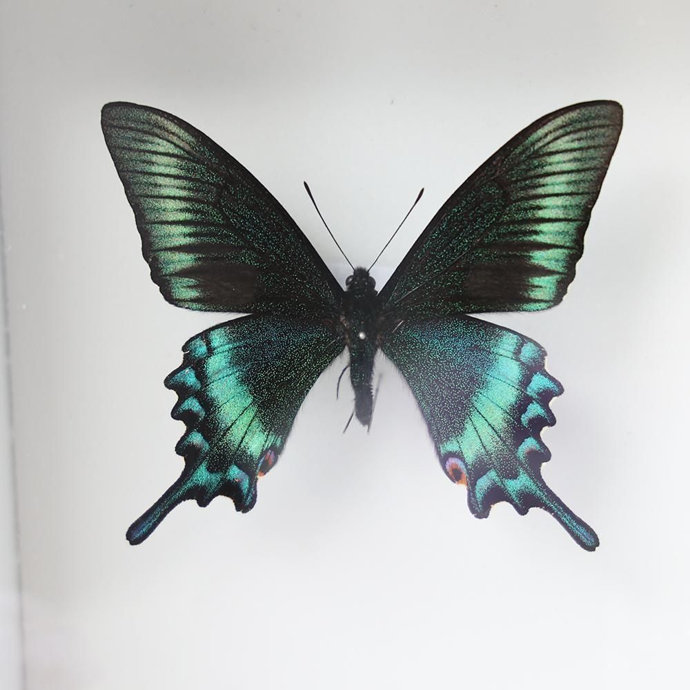 蝶標本「ミヤマカラスアゲハ」- 海福雑貨通販部