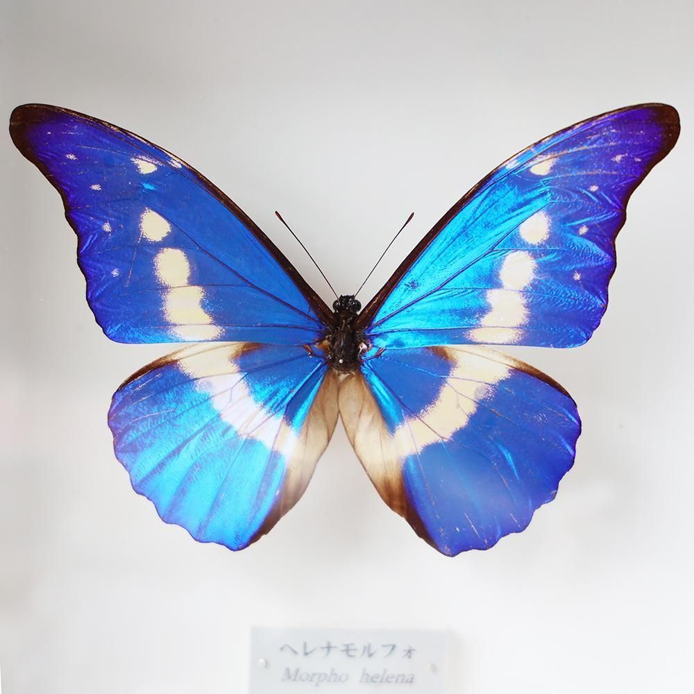 蝶標本「ヘレナモルフォ」 - 海福雑貨通販部