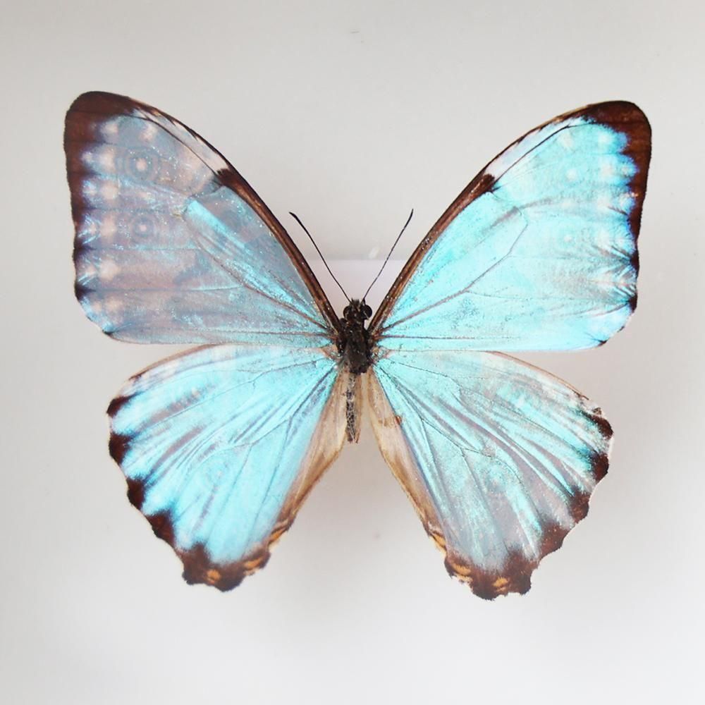 蝶標本「ポルティスモルフォ」- 海福雑貨通販部
