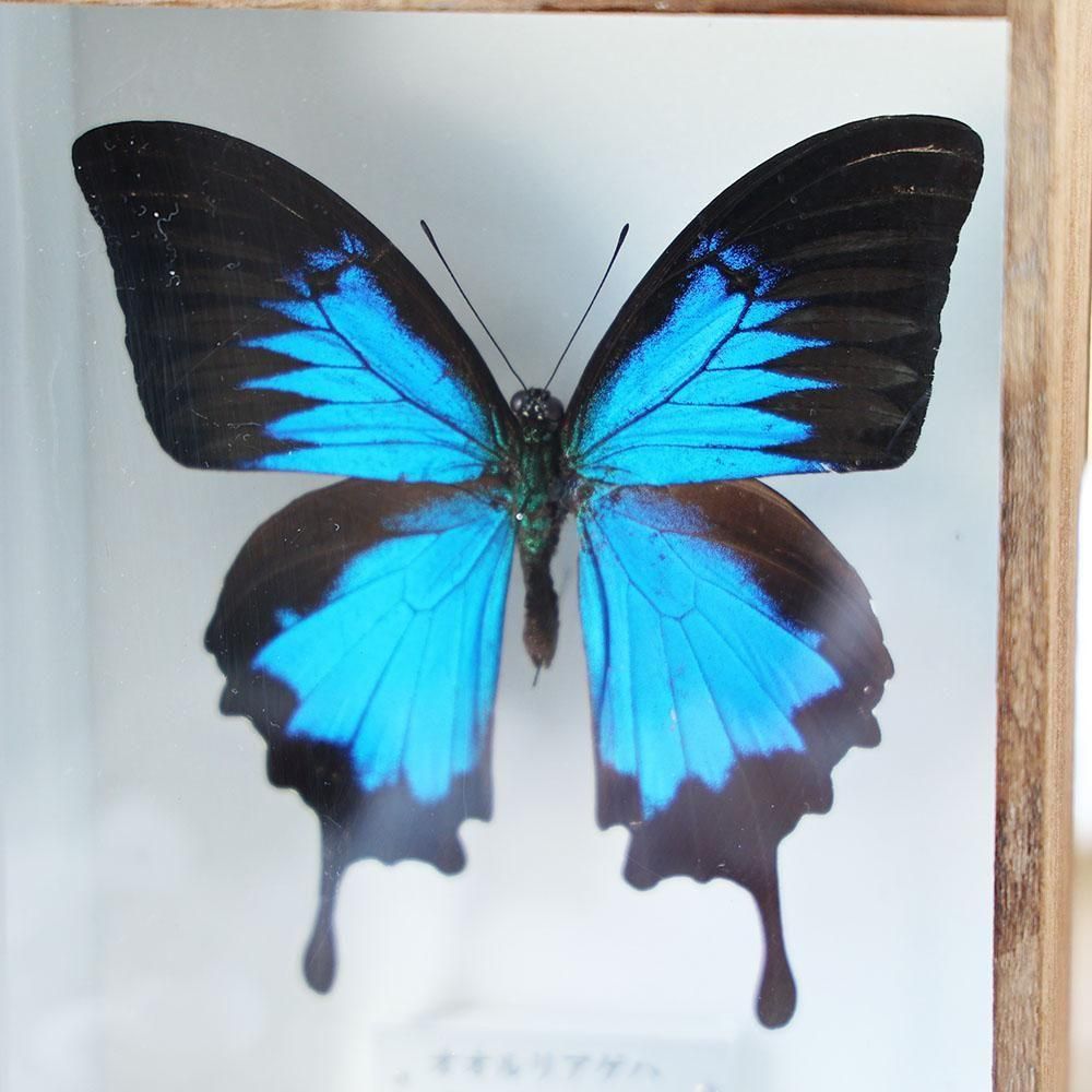 蝶標本「オオルリアゲハ」 - 海福雑貨通販部