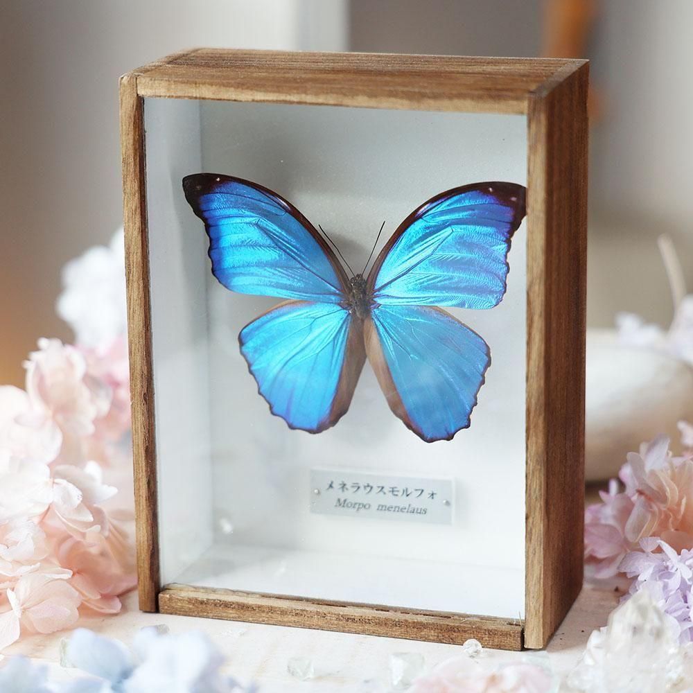 蝶標本「メネラウスモルフォ」- 海福雑貨通販部