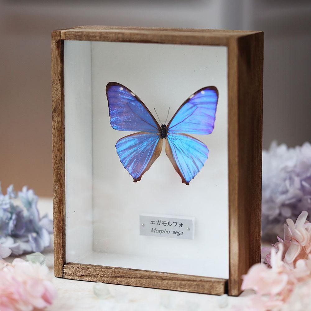 蝶標本「エガモルフォ」 - 海福雑貨通販部