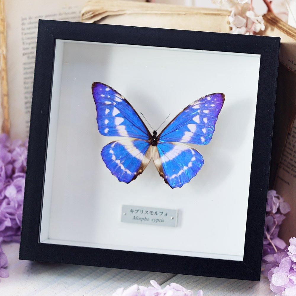 蝶標本「キプリスモルフォ」 - 海福雑貨通販部