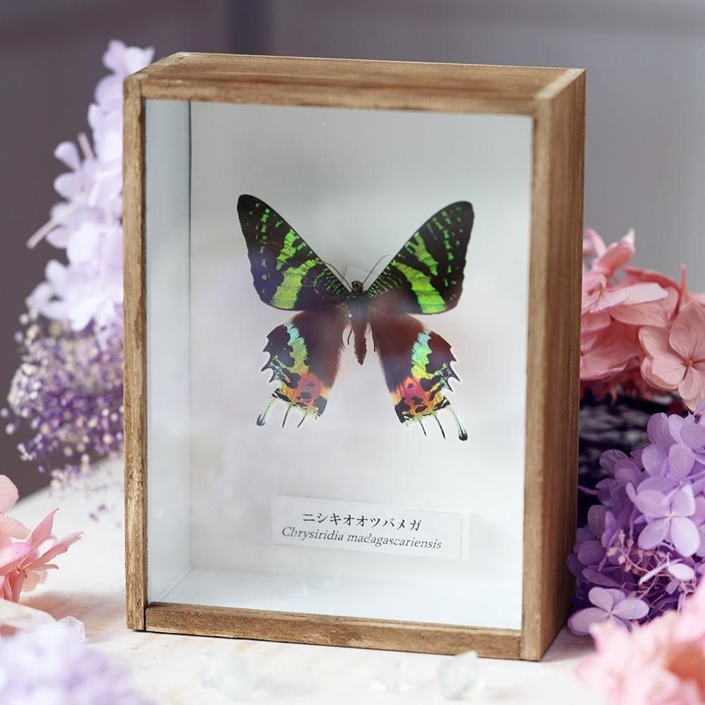 蝶標本「ニシキオオツバメガ」- 海福雑貨通販部