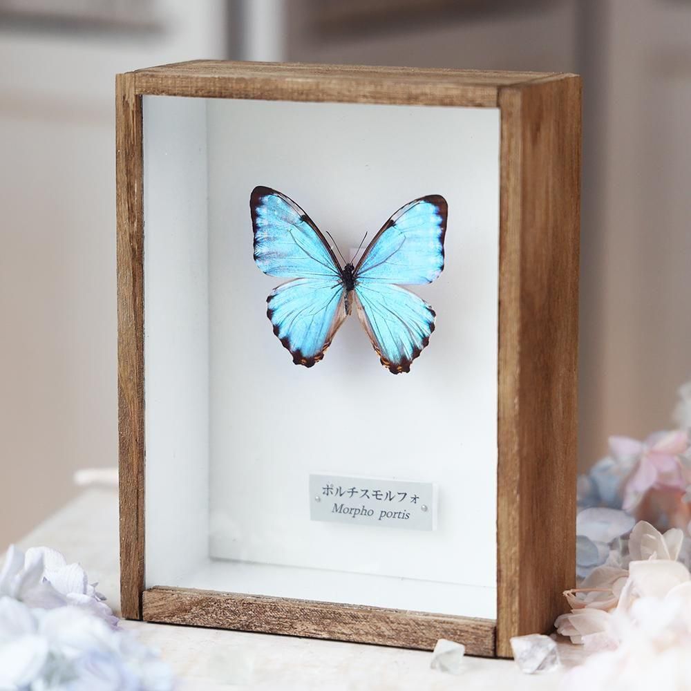 h*o様 ヘレナモルフォ蝶の標本 ヘレナモルフォ蝶標本 - メルカリ