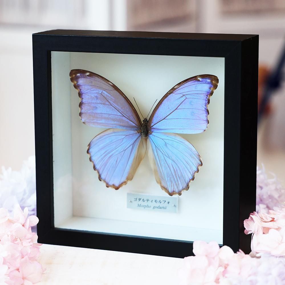 お値下げ！蝶標本 蝶標本｜マライカ公式通販