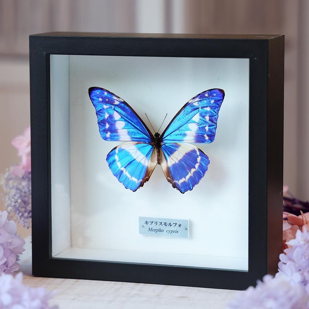 蝶標本「キプリスモルフォ」 - 海福雑貨通販部