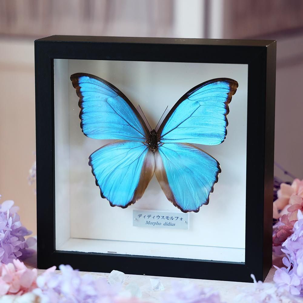 モルフォ蝶標本 - 海福雑貨通販部