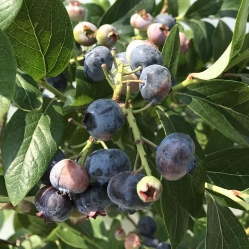 ブルーベリー 苗木 チャンドラー 大苗 27cm9号鉢 ノーザンハイブッシュ