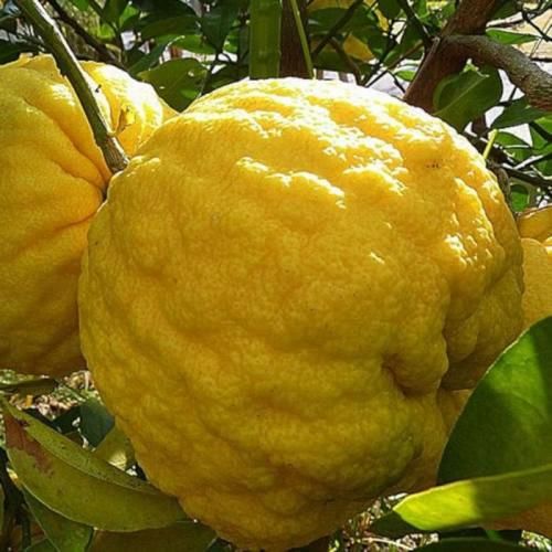 ゆず 苗木 獅子ユズ 13.5cmポット苗 ししゆず ユズ 苗 柚子