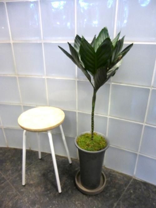 チャメドレア・テネラ - REN online shop