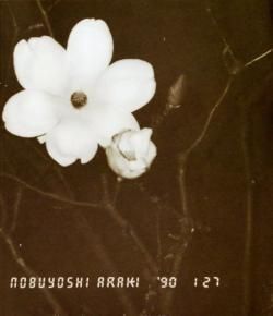 愛ノ花 AI NO HANA 荒木経惟 ARAKI NOBUYOSHI - 古本買取 2手舎/二手舎