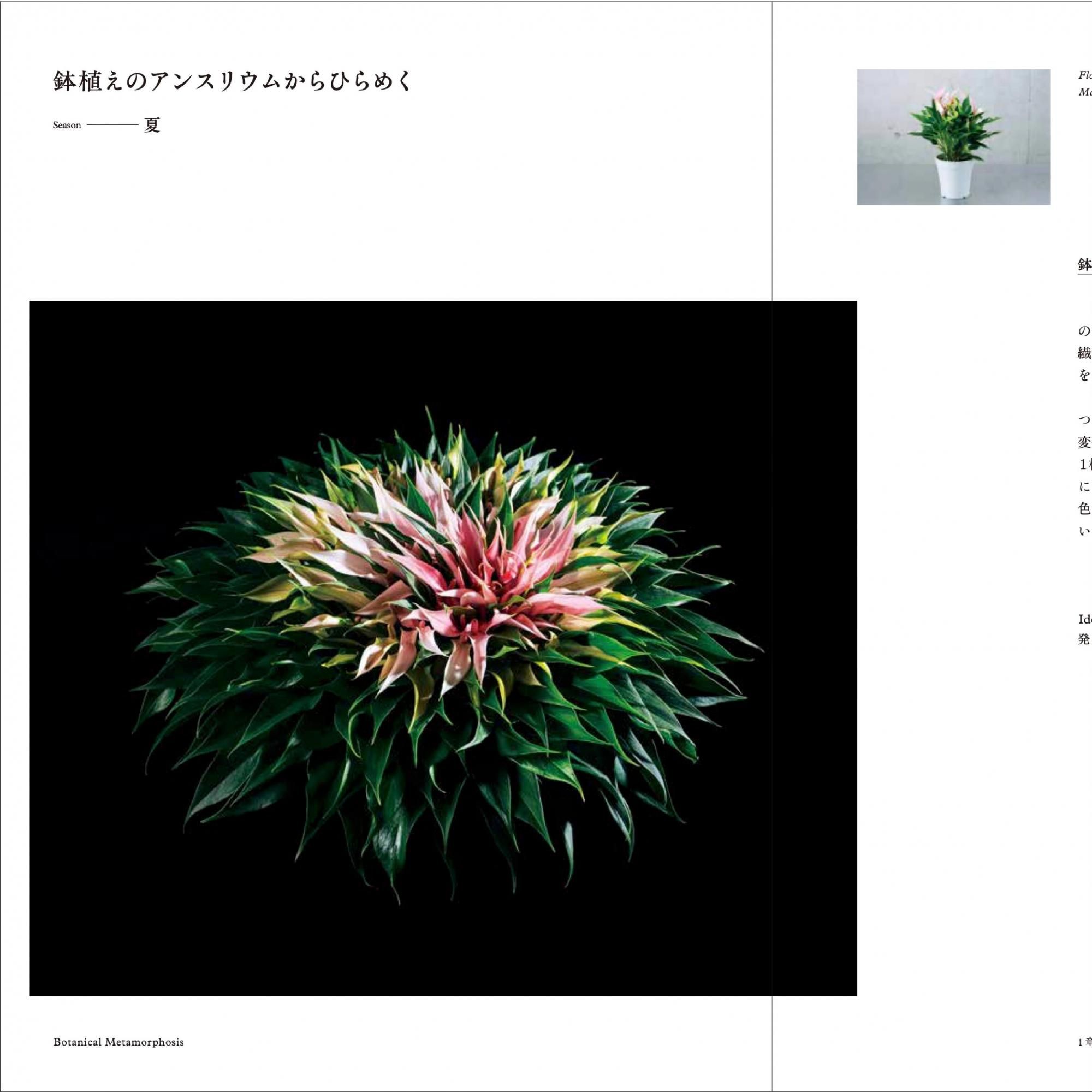 送料無料・特典付】ボタニカル・メタモルフォーシス: 身近な花材から