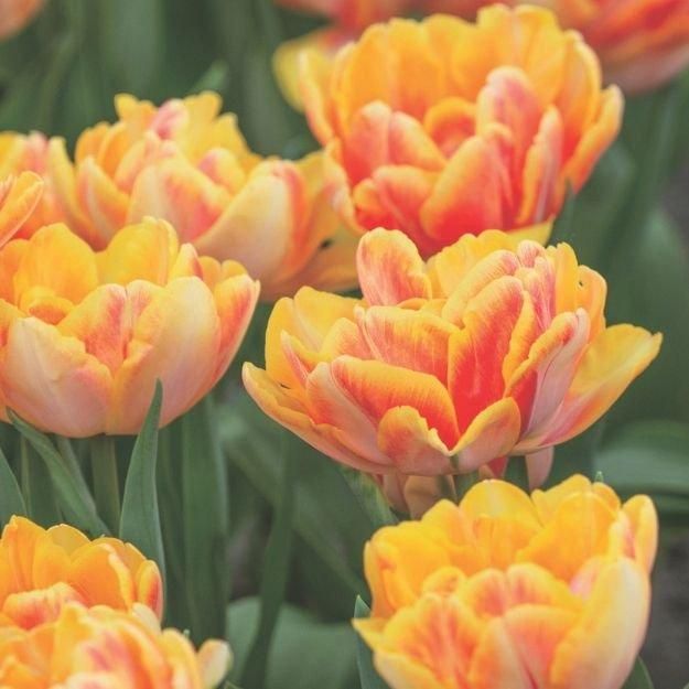 9月下旬発送予定 3球入】チューリップコレクション フォクシー