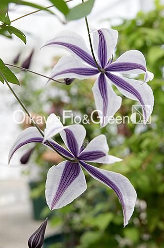 クレマチス専門ナーセリー 及川フラグリーン 風の方位