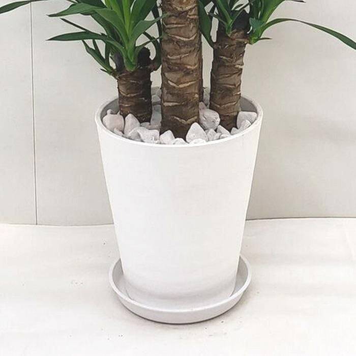 観葉植物・通販】ユッカ8号 白プラスチック鉢‐サムライフラワー