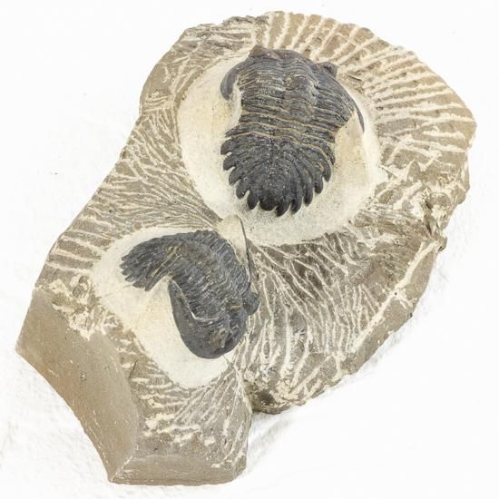 ホラルドプス S00015 - 三葉虫クラブ