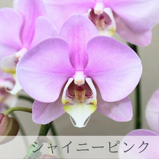 ミディ胡蝶蘭 シャイニーピンク 3本立 ロングWAVE鉢 - 胡蝶蘭専門店 Lian