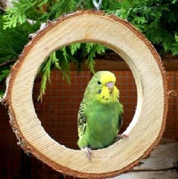 白樺ブランコ | 小型鳥向け木製ブランコ - とりきち横丁