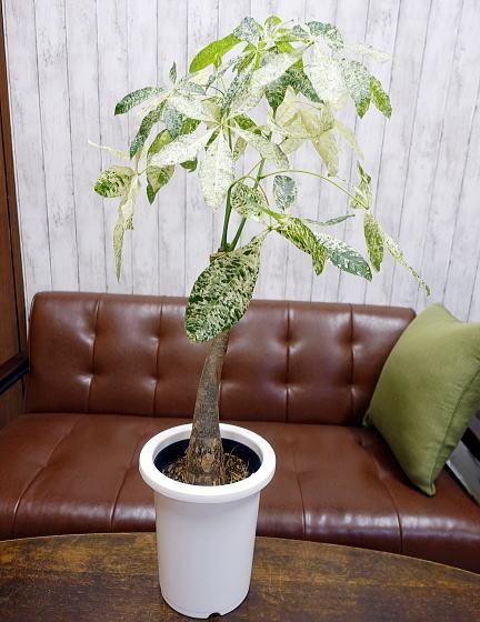 パキラ・ミルキーウェイ（斑入りパキラ）発財樹 M | 美しい観葉植物