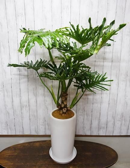 フィロデンドロン・セローム | 白陶器鉢皿セット - 観葉植物専門店