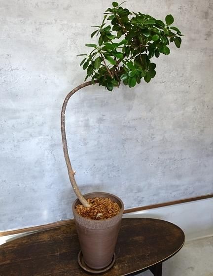 ガジュマル | 天使が宿る木 - 観葉植物専門店cocoha（ココハ）｜観葉