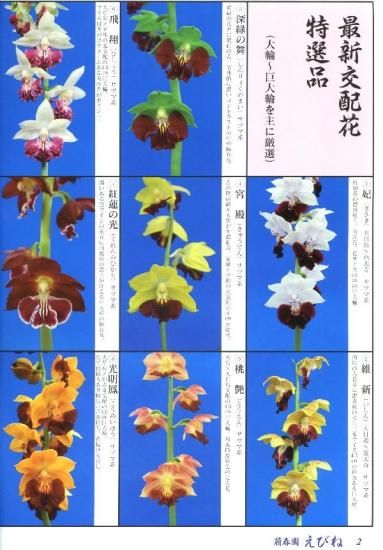 萠春園 えびね名花銘品 第13号 オールカラー写真集 - 有限会社 萠春園