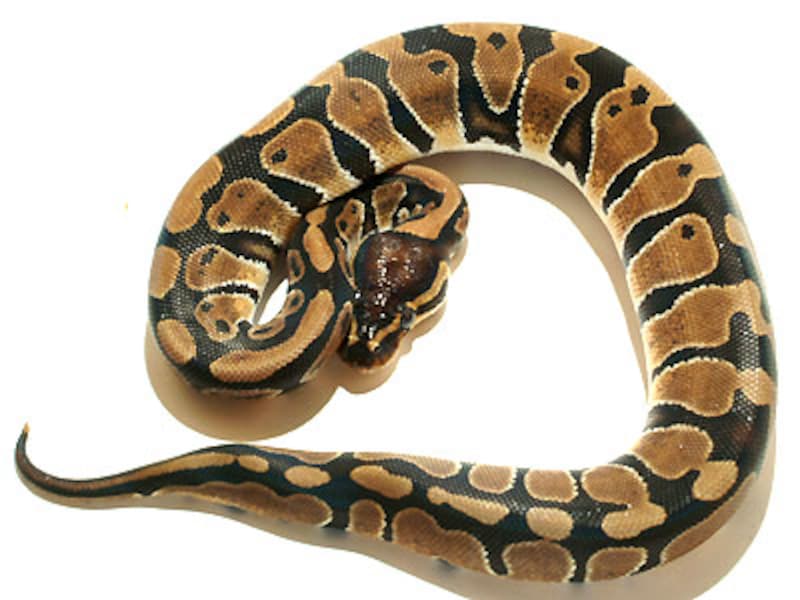 PYTHON REGIUS ボールパイソンの飼育ガイド PYTHON REGIUS ボール