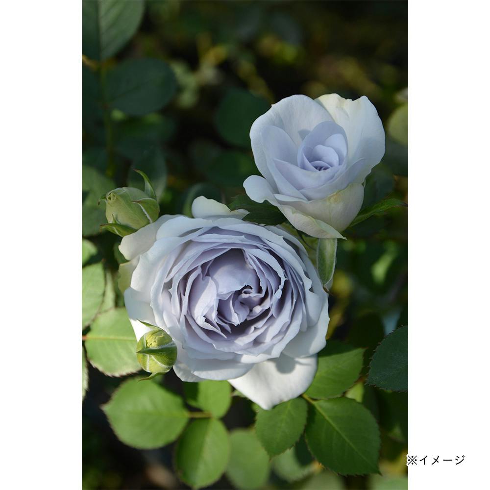2025年バラ苗予約販売】ポルトブルー | 花＆グリーン 通販