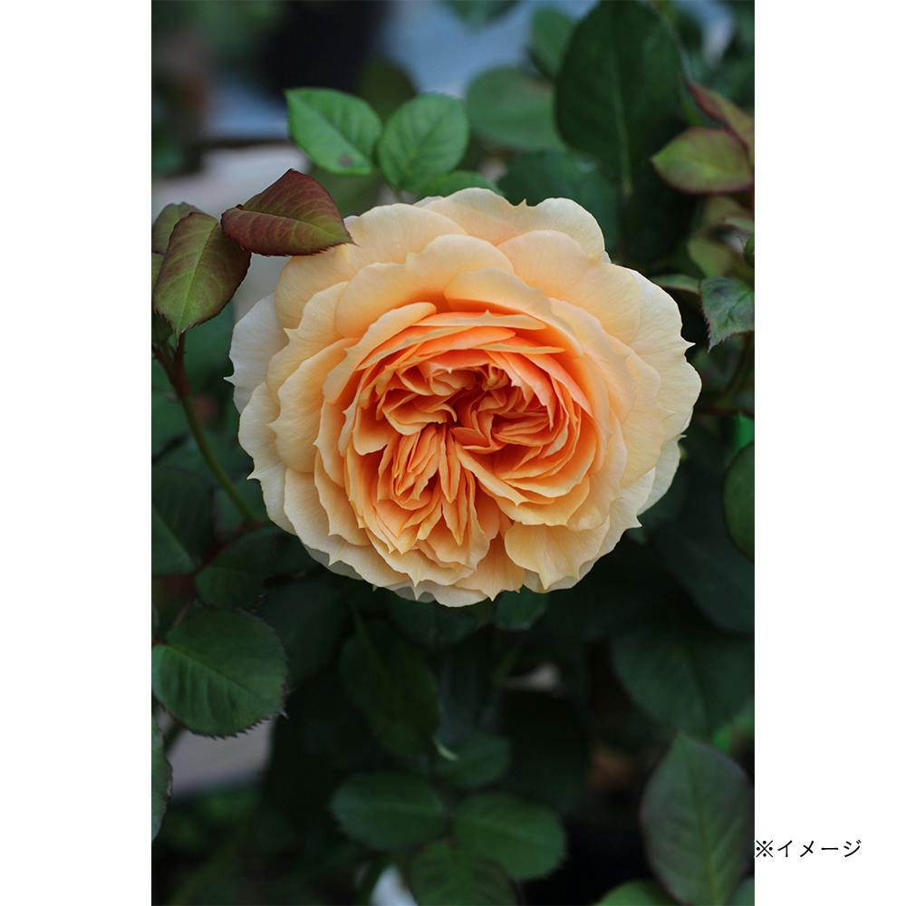 2025年バラ苗予約販売】チャリティーローズ・絆(KIZUNA) | 花