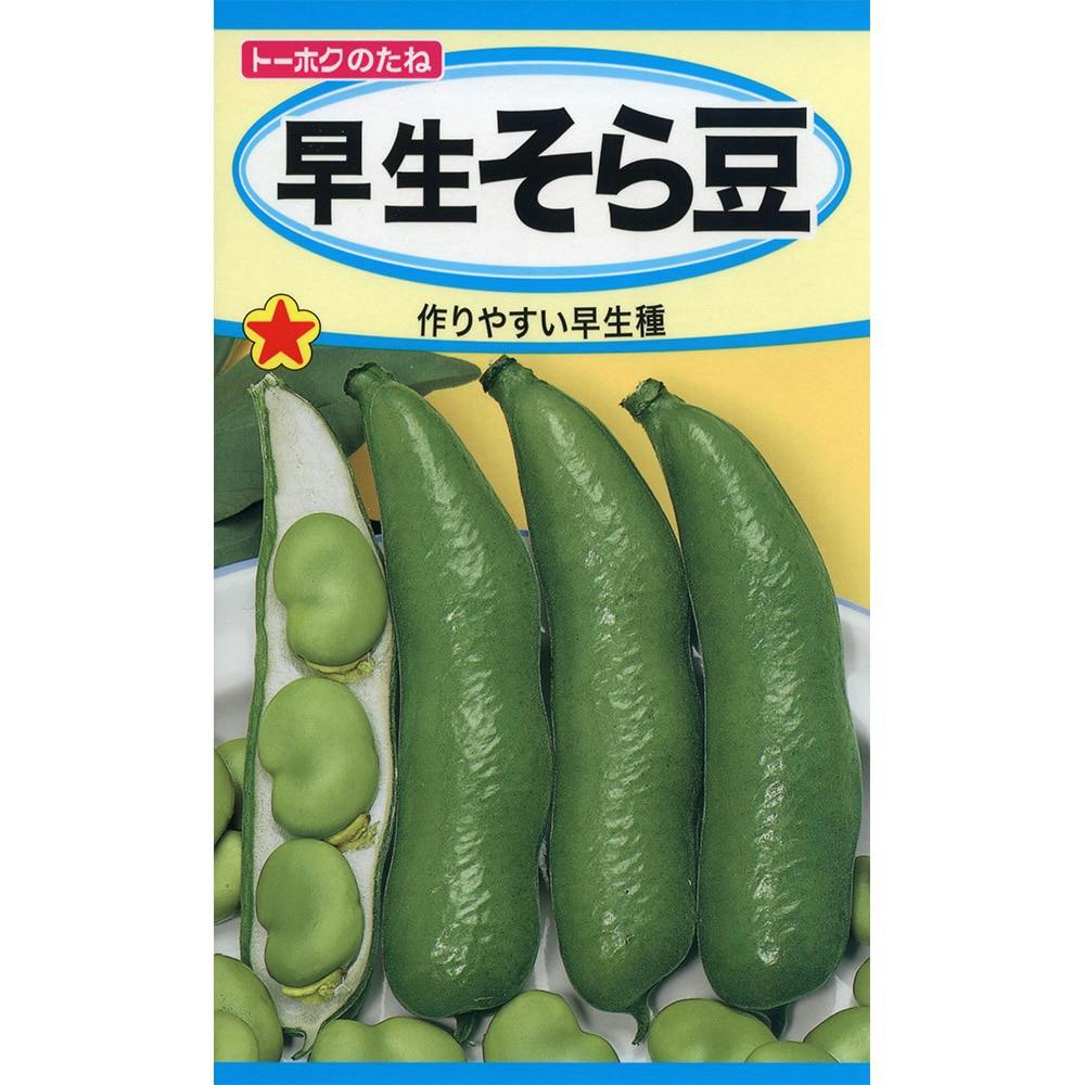 早生そら豆 | 花＆グリーン 通販 | ホームセンターのカインズ