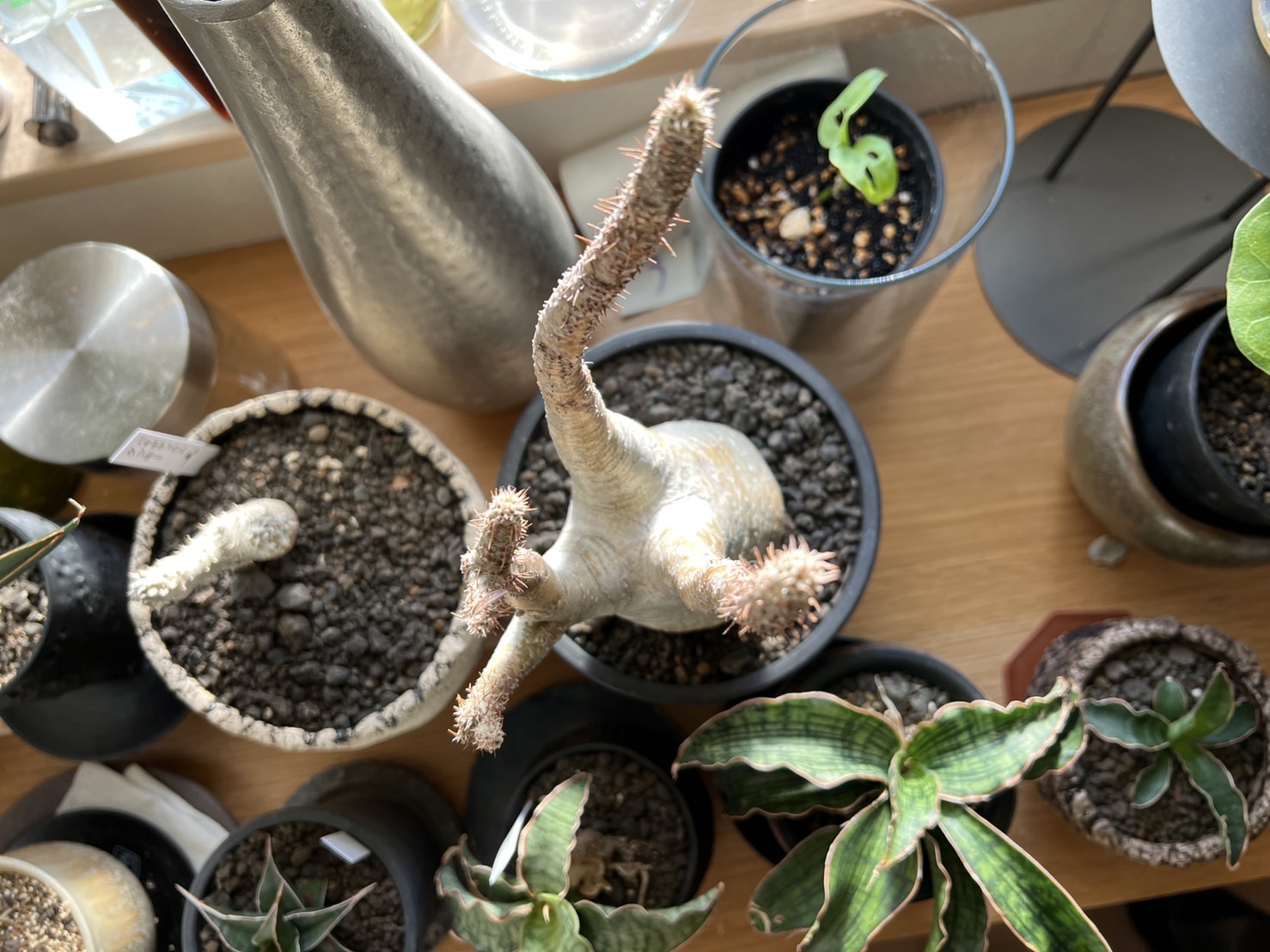 休眠中のグラキリスの管理について。