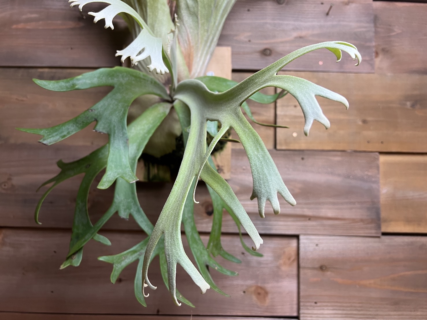 外ハネ 大株ビカクシダ ウィリンキーwild