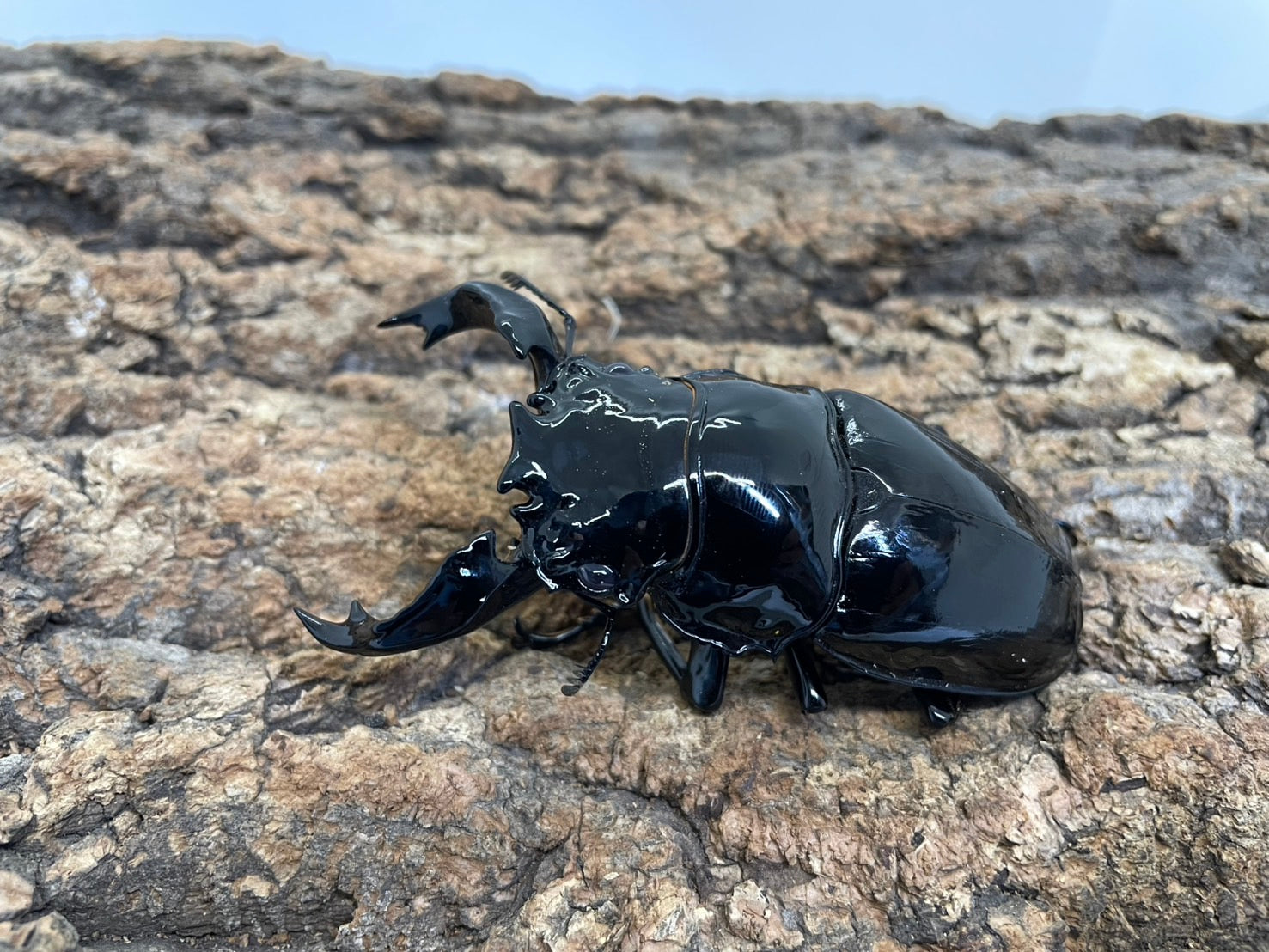 タランドゥスオオツヤクワガタ – INSECT SHOP KMY