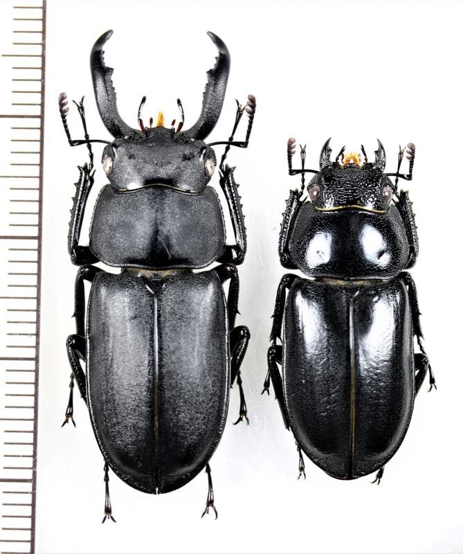 アマミシカクワガタ ペア ♂38mm♀27.7mm 奄美大島 - Insect Islands